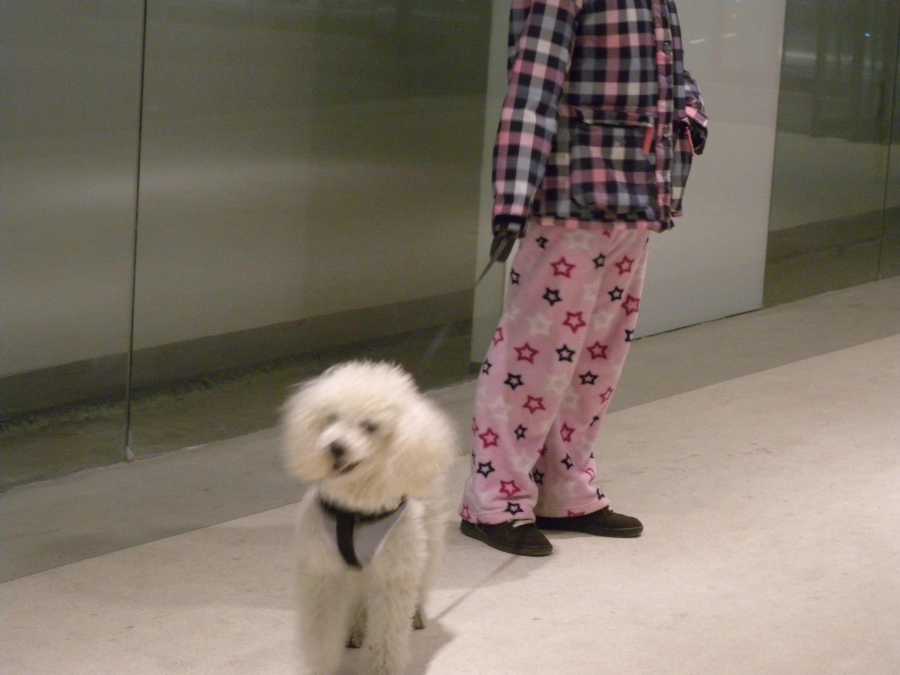 walking dog with pyjamas