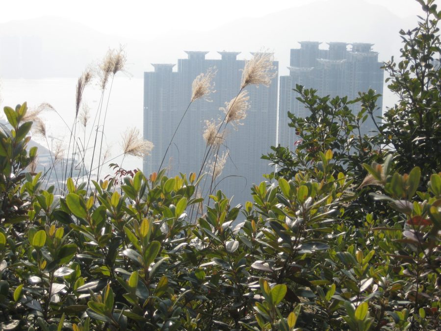 Sunny 30 December walk... "well you're never far from one million people" 