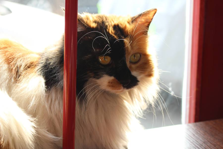 every cat enjoys a sunny spot 