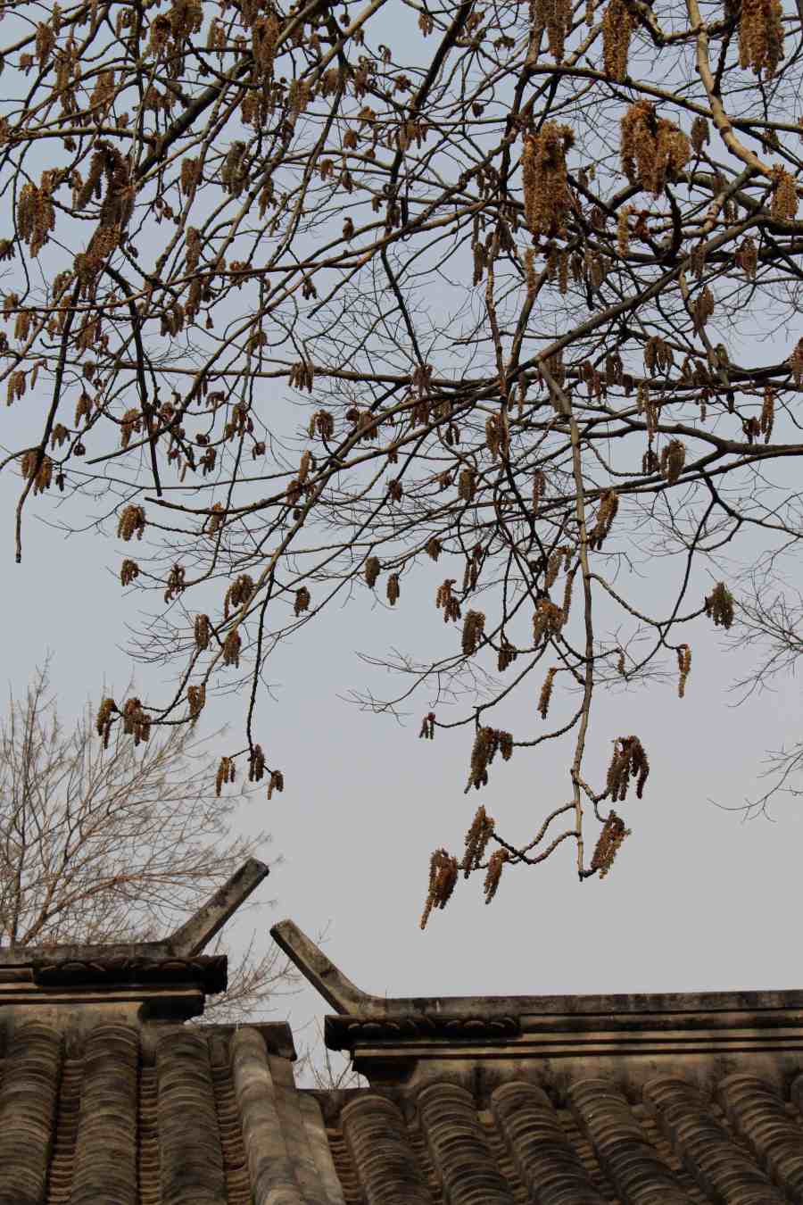 catkins in Beijing