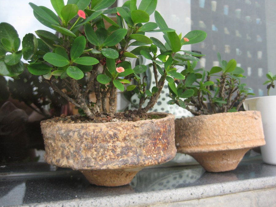 saggars as plant holders