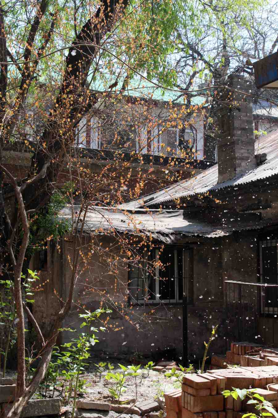 I remember cotton wool and you remember sneezing