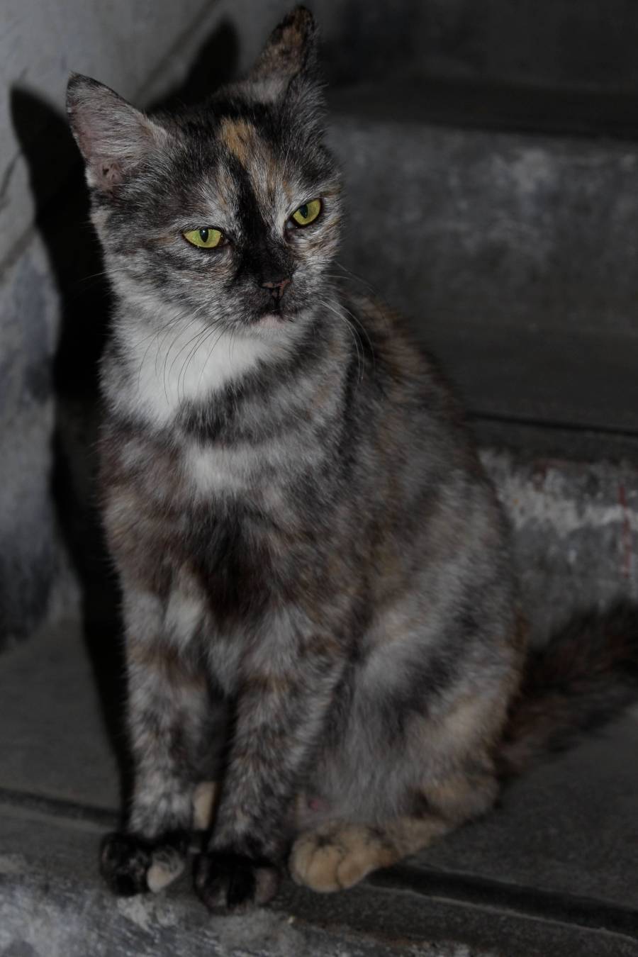 our local stray looking quite picturesque in the stairwell